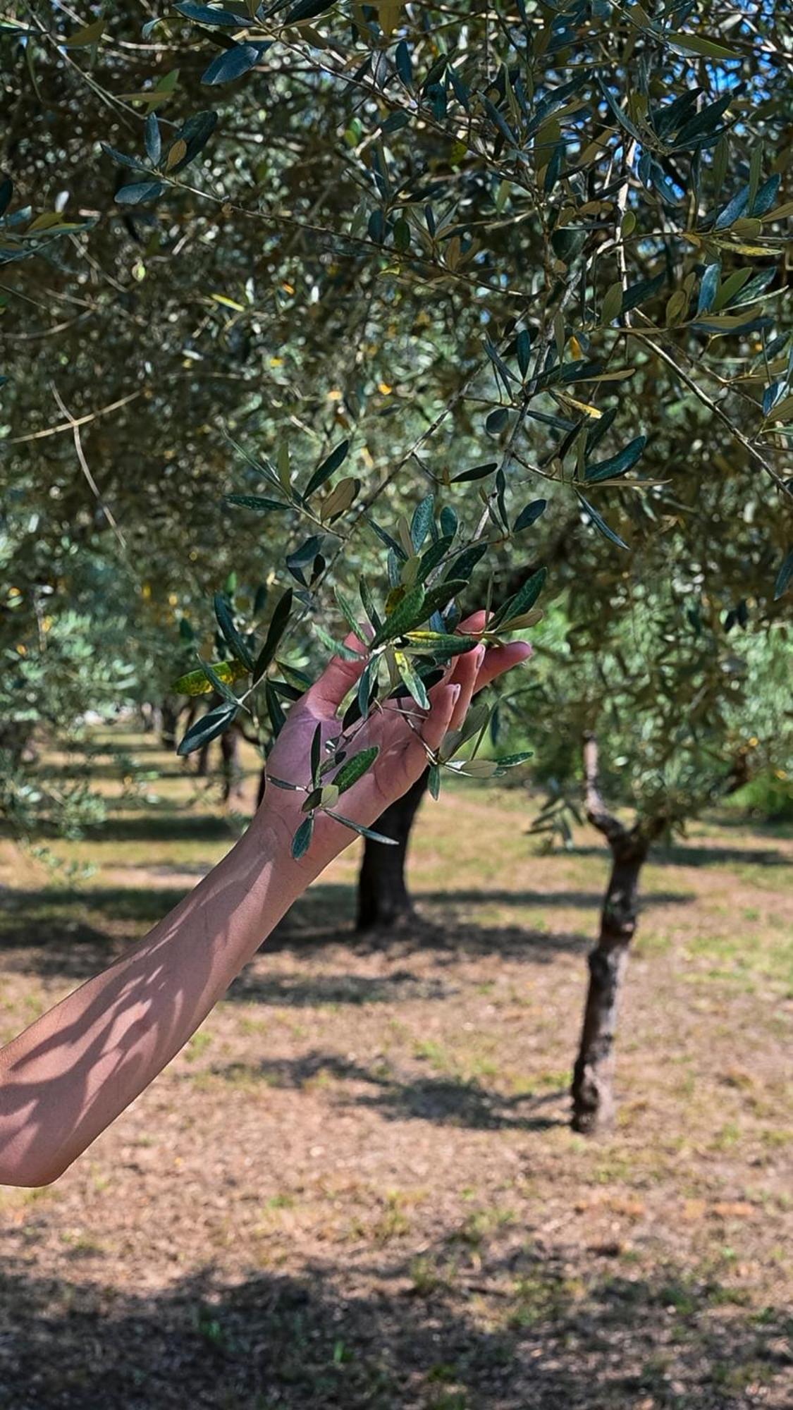 Family Farm Soc. Agr. A R.L. Villa Vairano Patenora Bagian luar foto
